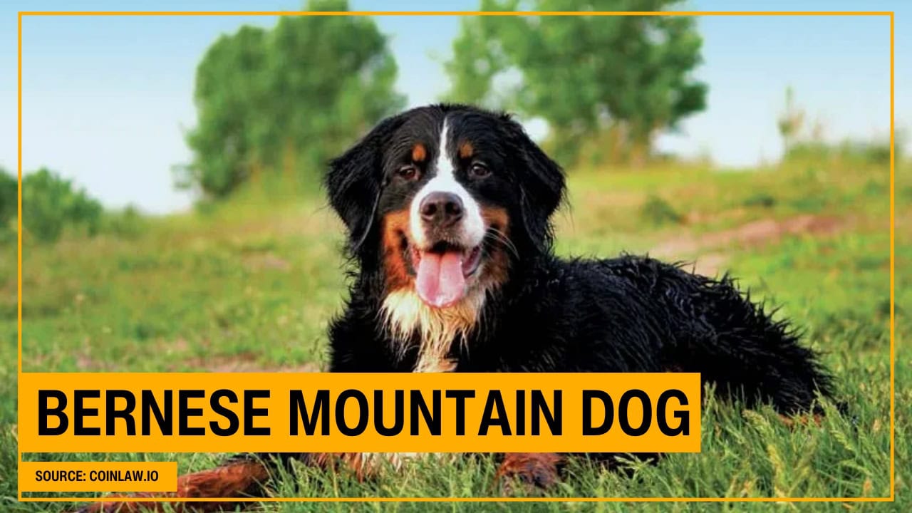 Bernese Mountain Dog