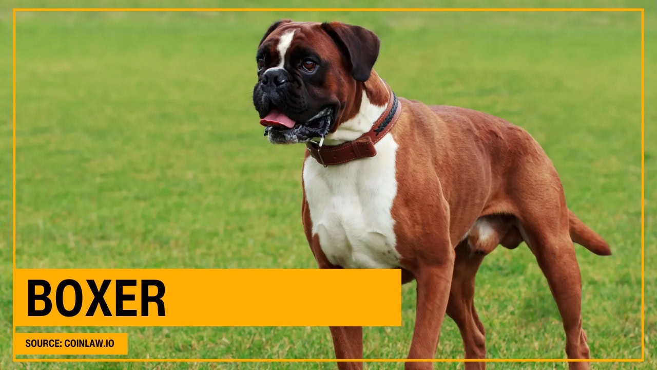 Boxer