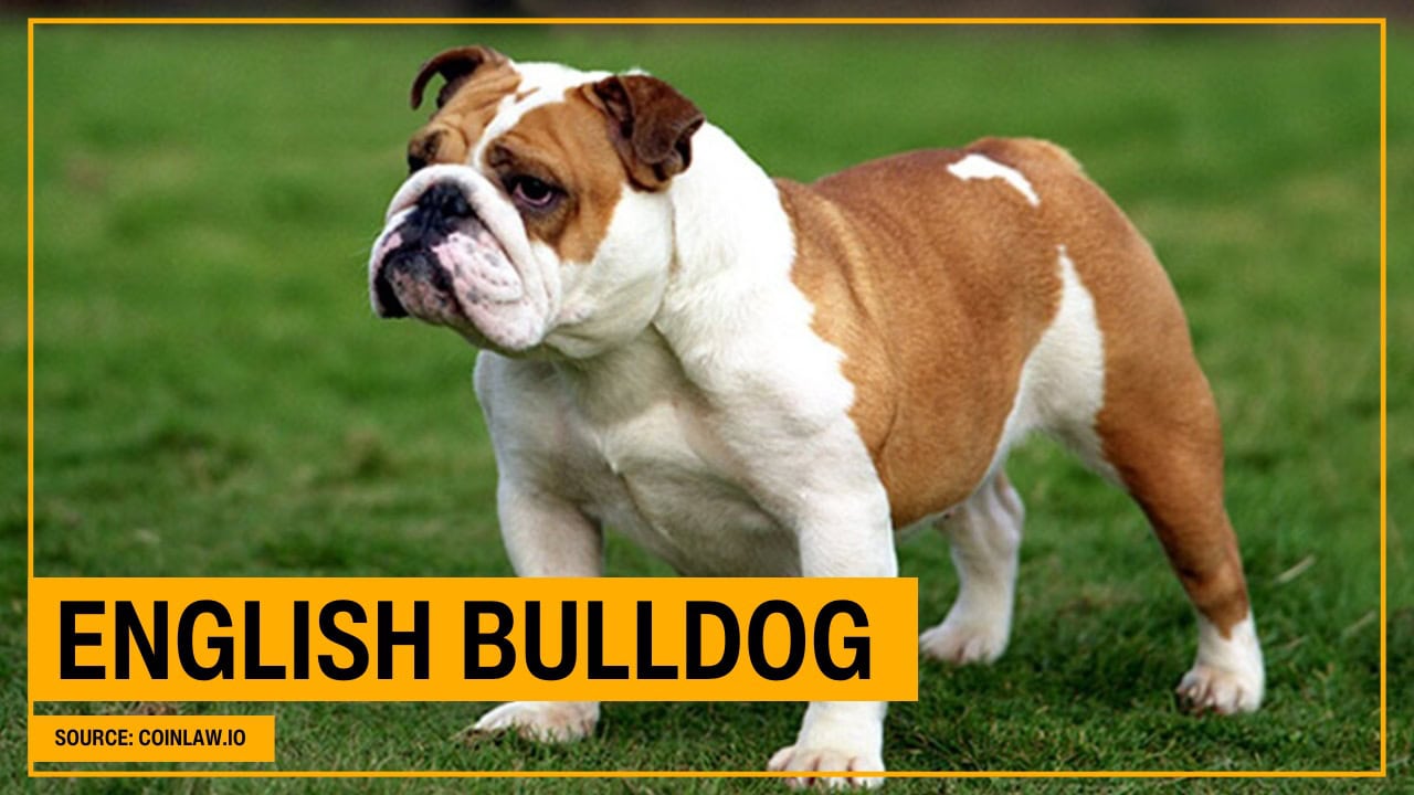 English Bulldog