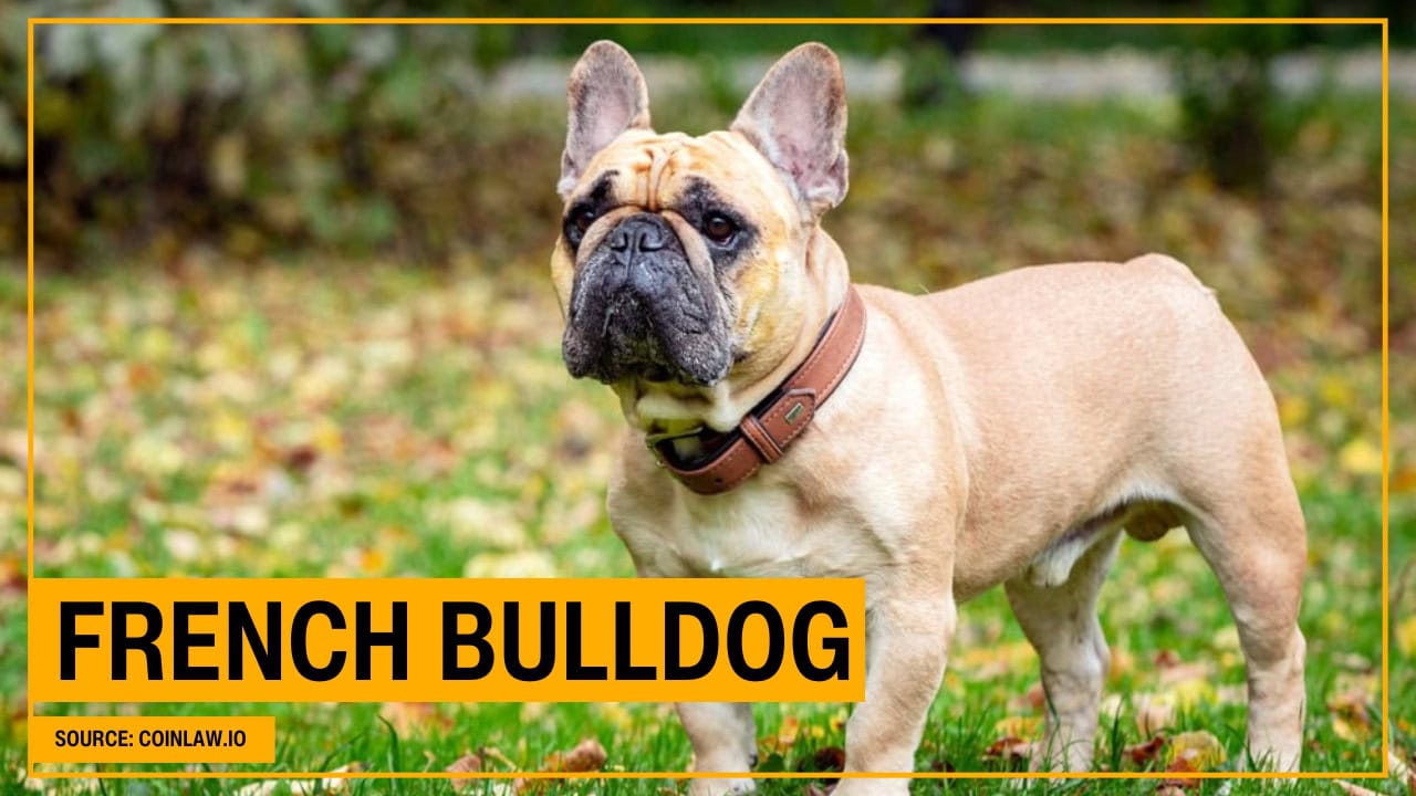 French Bulldog