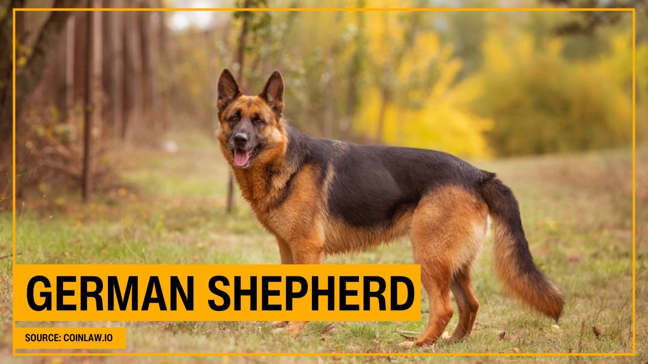 German Shepherd