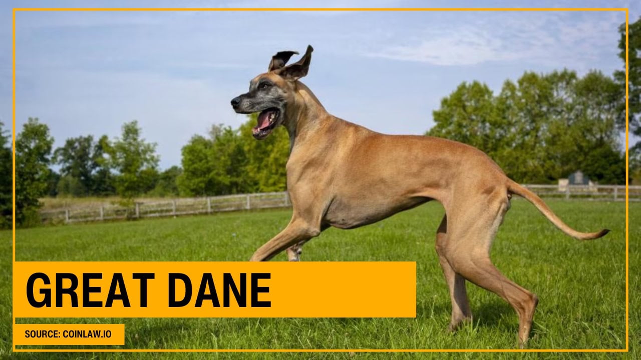Great Dane