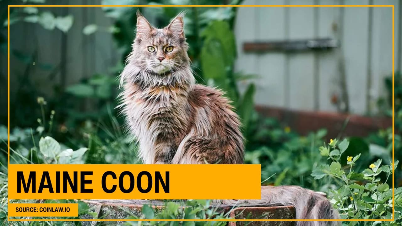 Maine Coon