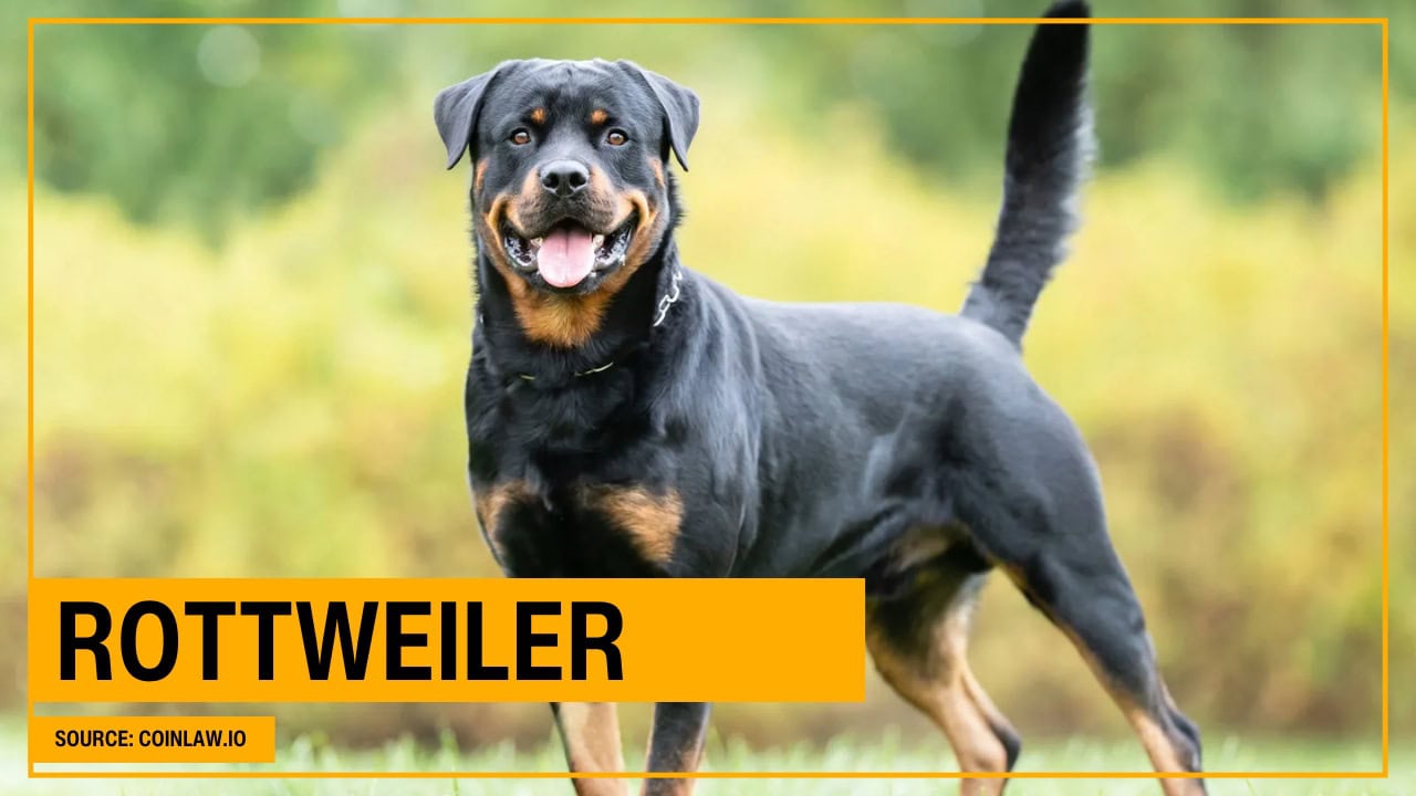Rottweiler