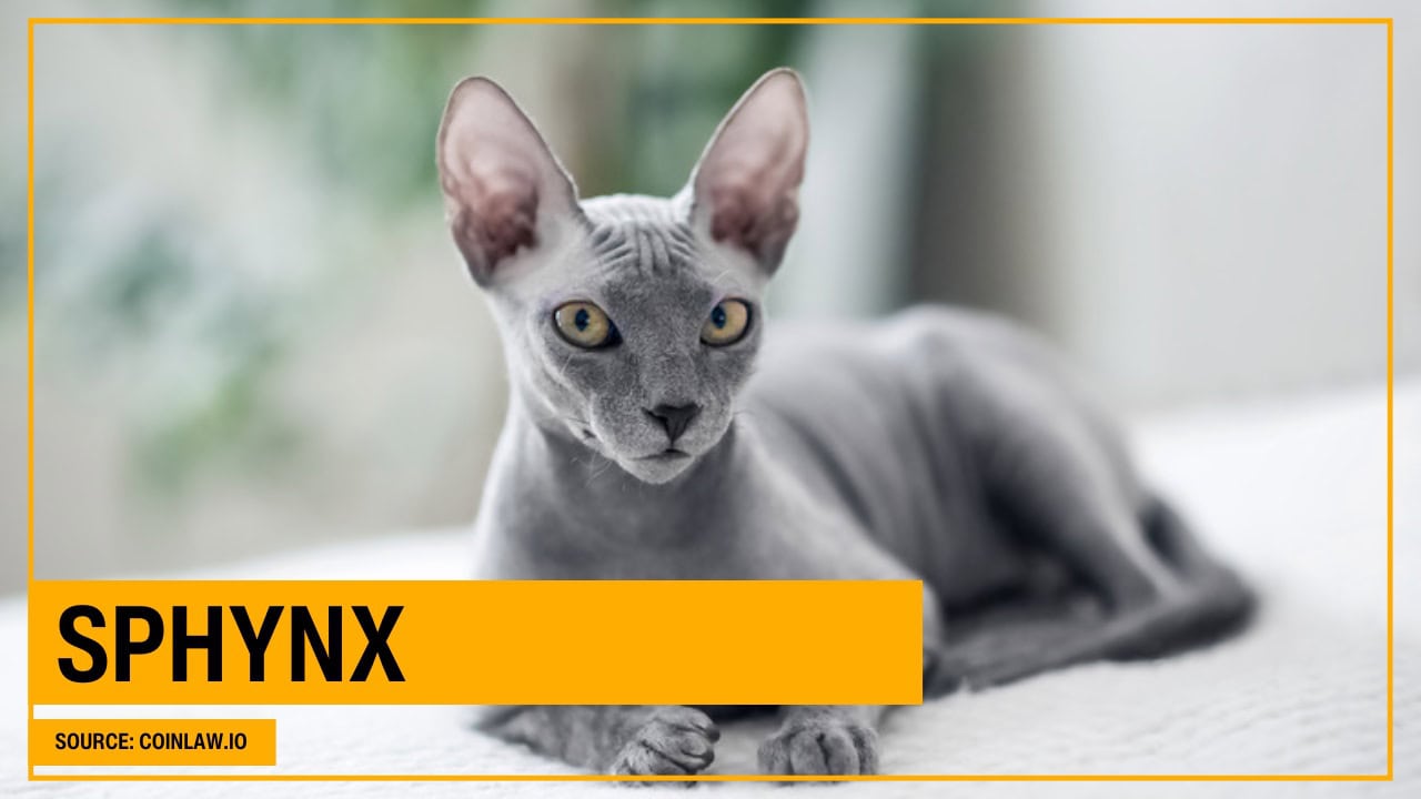 Sphynx